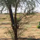 أشجار قرض و طلح