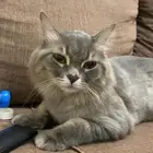 قط لتبني