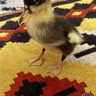 بطه لعوبه