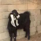 تيس عارضي جرم طيب وحار وشرط القريع