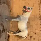 للبيع فرس محققه تحمل معها مهره