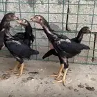 صيصان شامو الماني للبيع