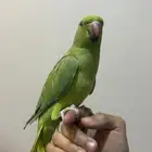 ببغاء الدره