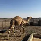 قعود قصب 8 شهور