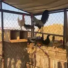 دجاج بياض عدد 8 اديك 1 ادجاج بياض ماشاءالله الخرج الموقع