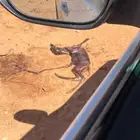 ناقه مصعد