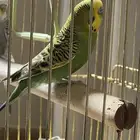 زوج بادجي أليف ومغرد  الوان جميله