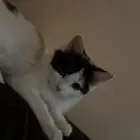 قطوه