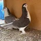 تصفيه حمام خوارج