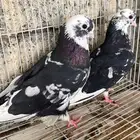 جوز قطيفي
