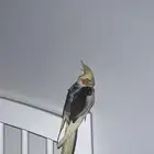 طير كروان متكلم