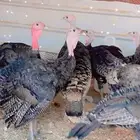 رومي السبع