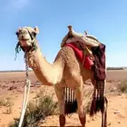 السلام عليكم ورحمة الله وبركاته مشاءالله افلح من ذكر الله