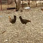 دجاج بلدي بياض