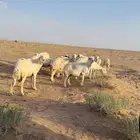 غنم مضاريع العدد 14