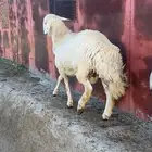 طليان حرية جبرة شحم