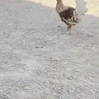 ديك كفو بلدي العمر 5شهور ونص والديك كفو كفو