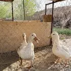 4بط للبيع