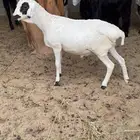خروف لباني بربري العمر خمسه شهور اربعه شهور ونص700