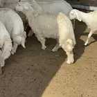 ذبايح نعيمي حري تيوس ذبائح