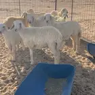 رخال للبيع