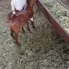 تيوس محايليه مقفله شحم