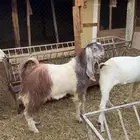 تيوس هولنديه