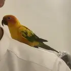 ببغاء صن كنيور ضايعع