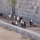 دجاج فيومي