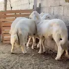 خرفان للبيع