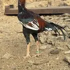 طقم دجاج باكستاني سندي