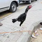 ديك شامو الماني توب