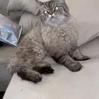 قط هملايا بيكي فيس مهجن العمر سنه