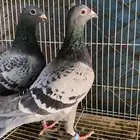 حمام زاجل سباق