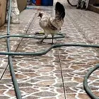دجاجه عربيه ماشاءالله تبارك الله والعرف تاج