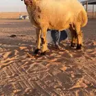 رخال نعيم صنف