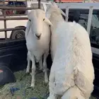 خروفين للبيع