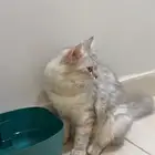 قطة للتبني