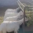 يوجد ذبايح حريه لبيع الراس ب 1200 الوزن من 20 كيلو إلا 25