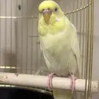 عصفور باتجي ذكر