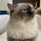 قطه هملايا للتبني