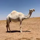 للبيع ضروبه وضحاء عشراء معزوله بنتها والبيع على الناقه