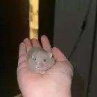 خمسه هامستر ونتر وايت بسعر جمله