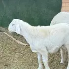 مشاريع فحول فحل حري