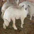 رخال حريات العمر 6 شهور