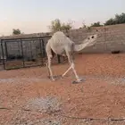للبيع بكره رمانيه عمرها 7 شهور