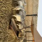 غنم حصيب ودفيع ومقرعه