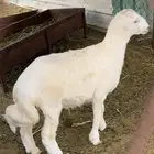 طلي فل شحم