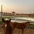 مخيم مع شاليه كبير للاجار دمج خلف حرس الحدود أسعار حلوه مناس