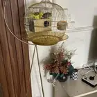 طيور بادجي للبيع مع القفص